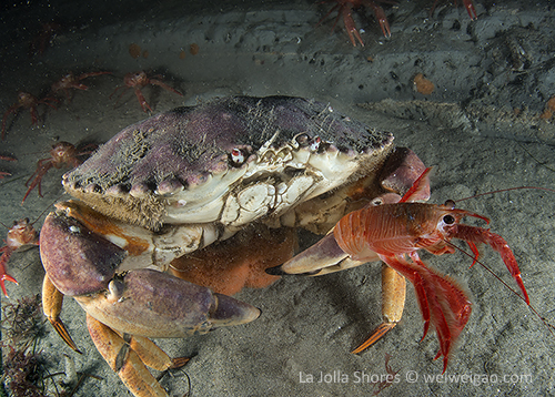A female yellow crab with egg at La Jolla Shores 