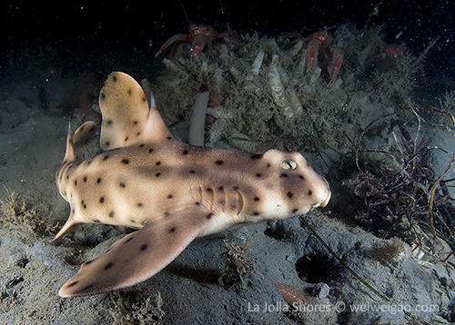 A juvenile horn shark at the shores