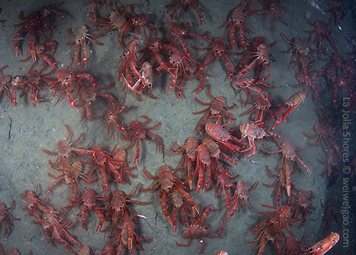 The vertical wall is also occupied by the tuna crabs.