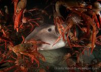 A Night Dive at La Jolla Shores