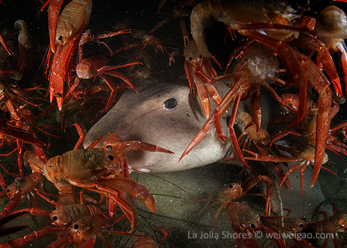 A large male horn shark at the canyon