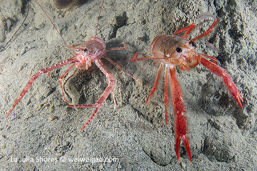 A squat lobster next to a tuna crab