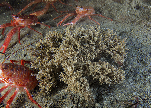 A well camouflaged crab