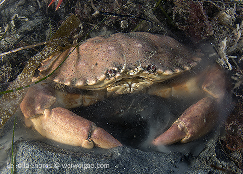 A mating pair of yellow crabs at the shores