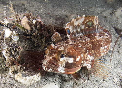 A sarcastic fringehead at the south wall