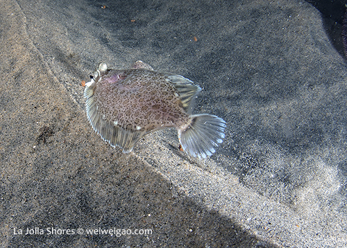 A hornyhead turbot, at the sandy shallow