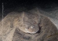 South Wall Night Dive