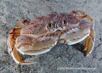 Finally A Dive at Shores