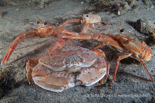 An armed box crab at the shores