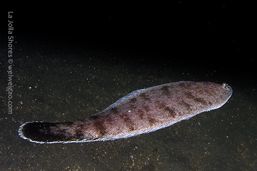 A big tongue fish swimming by