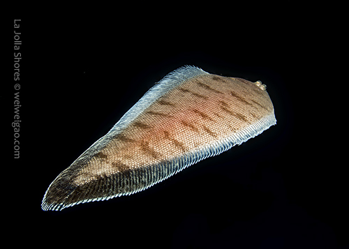 A big tongue fish gliding down the canyon