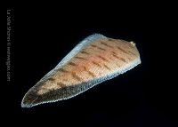 South Wall Night Dive