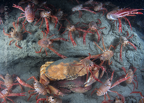 A pair of mating yellow crabs tucked inside a crevice