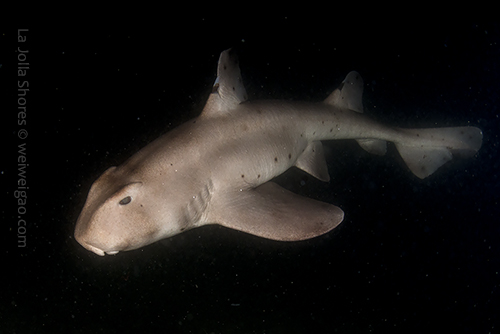A large horn shark at La Jolla Shores