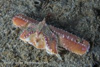 La Jolla Shores Night Dive
