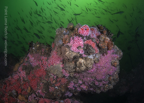 Point Loma Reefs