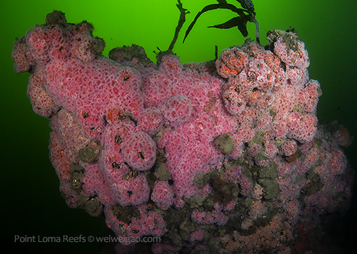 Point Loma Reefs