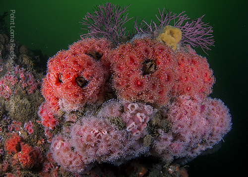 Point Loma Reefs
