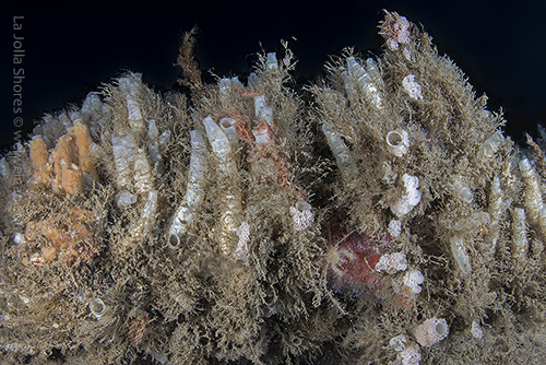 Dendronotus venustus explosion at V point