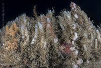 La Jolla Shores Night Dive