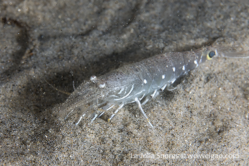 A black-spotted shrimp (Crangon nigromaculata) at La Jolla Shores