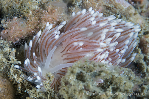 A Cuthona divae at La Jolla Shores