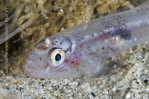 An interesting fish at La Jolla Shores