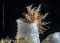 The Last Dive of April