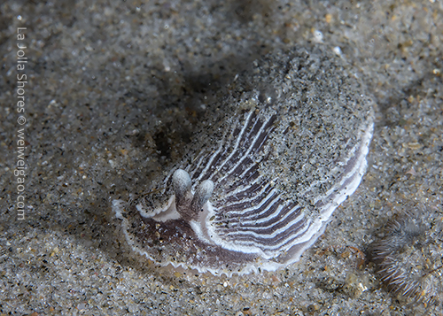 Close-up of a Armina californica