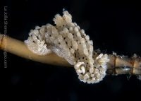 The First Dive of May