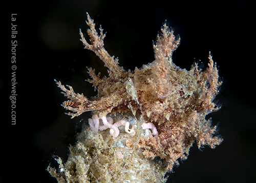 A Dendronotus venustus at La Jolla Shores 