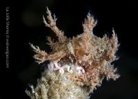 La Jolla Shores Night Dive