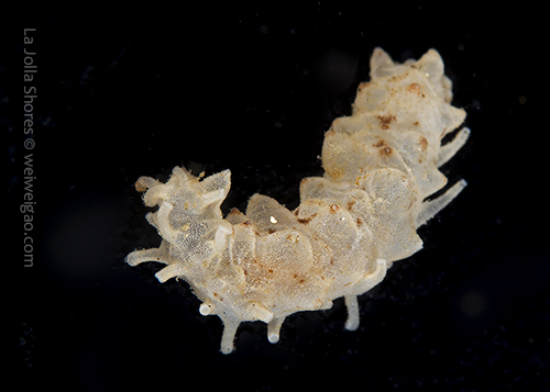 A baby white sea cucumber at the shores