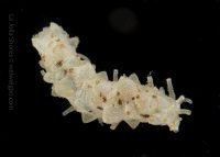 A Dusk Dive at the Shores