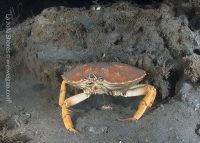 A Night Dive to the South Wall