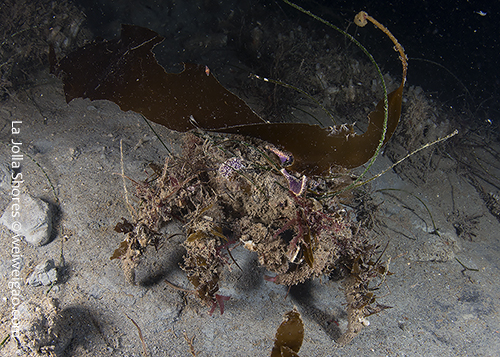 A decorator crab with a funny looking