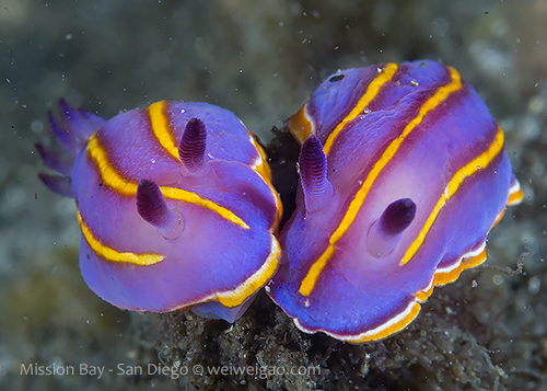 A pair of MacFarland's Chromodorid