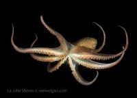 Night Dive at the Shores