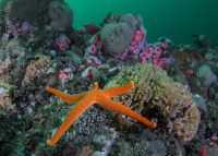 Point Loma Reefs – Dean’s Maze