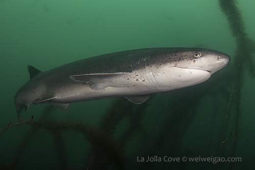A seven gill shark at La Jolla Cove