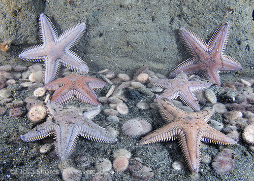 Spiny star gathering at the shores.