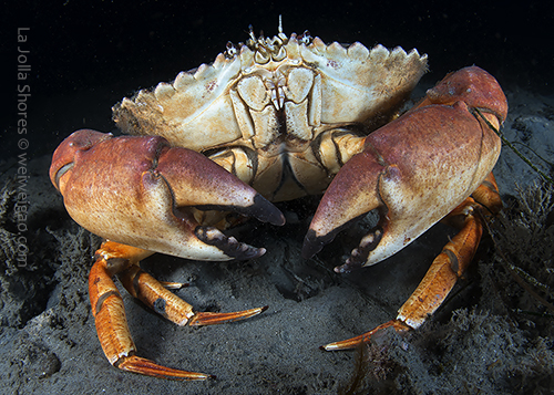A male yellow crab at the shores.