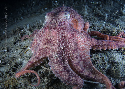 A large octopus at the canyon