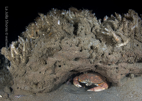 A male yellow crab hidding in a crevice