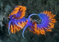 Early Morning Mission Point Dive