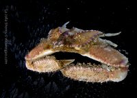 La Jolla Shores Night Dive