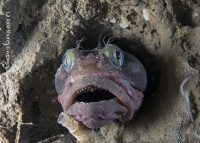 A Night Dive to the South Wall