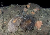 La Jolla Shores Night Dive