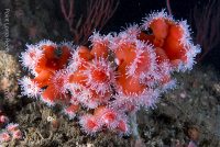 A Trip to Point Loma Reefs