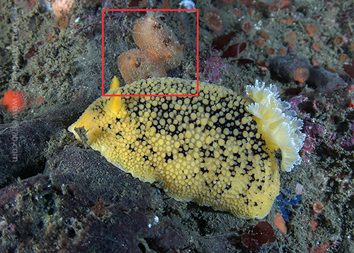 I noticed a pair of nudibranchs on the back